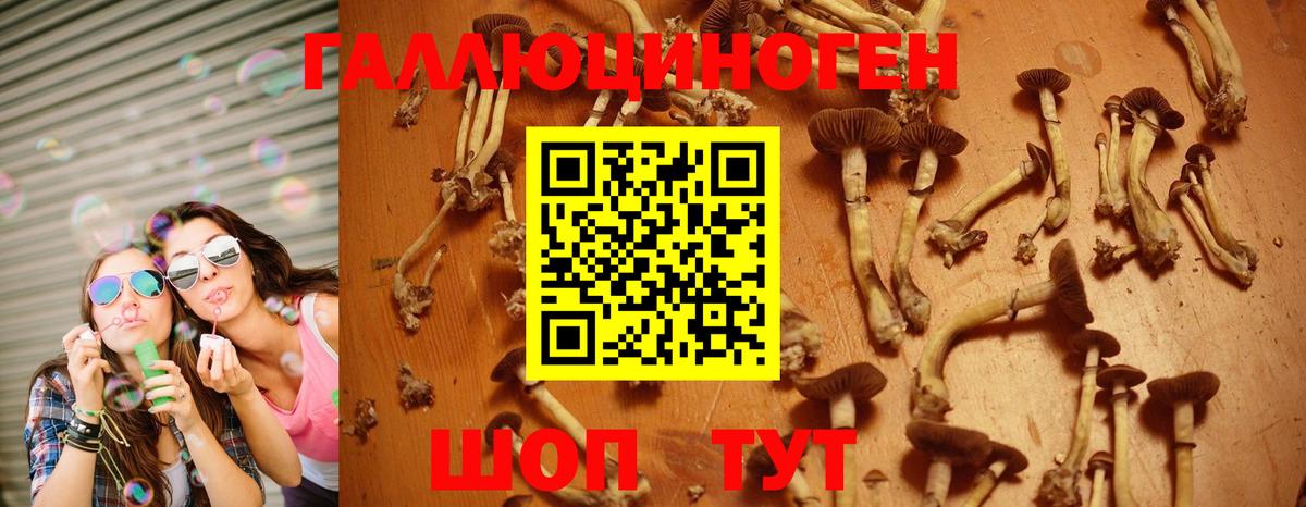 сколько стоит  Псилоцибиновые грибы ЛСД  Кандалакша  Вход с VPN  Псилоцибиновые грибы Psilocybe 